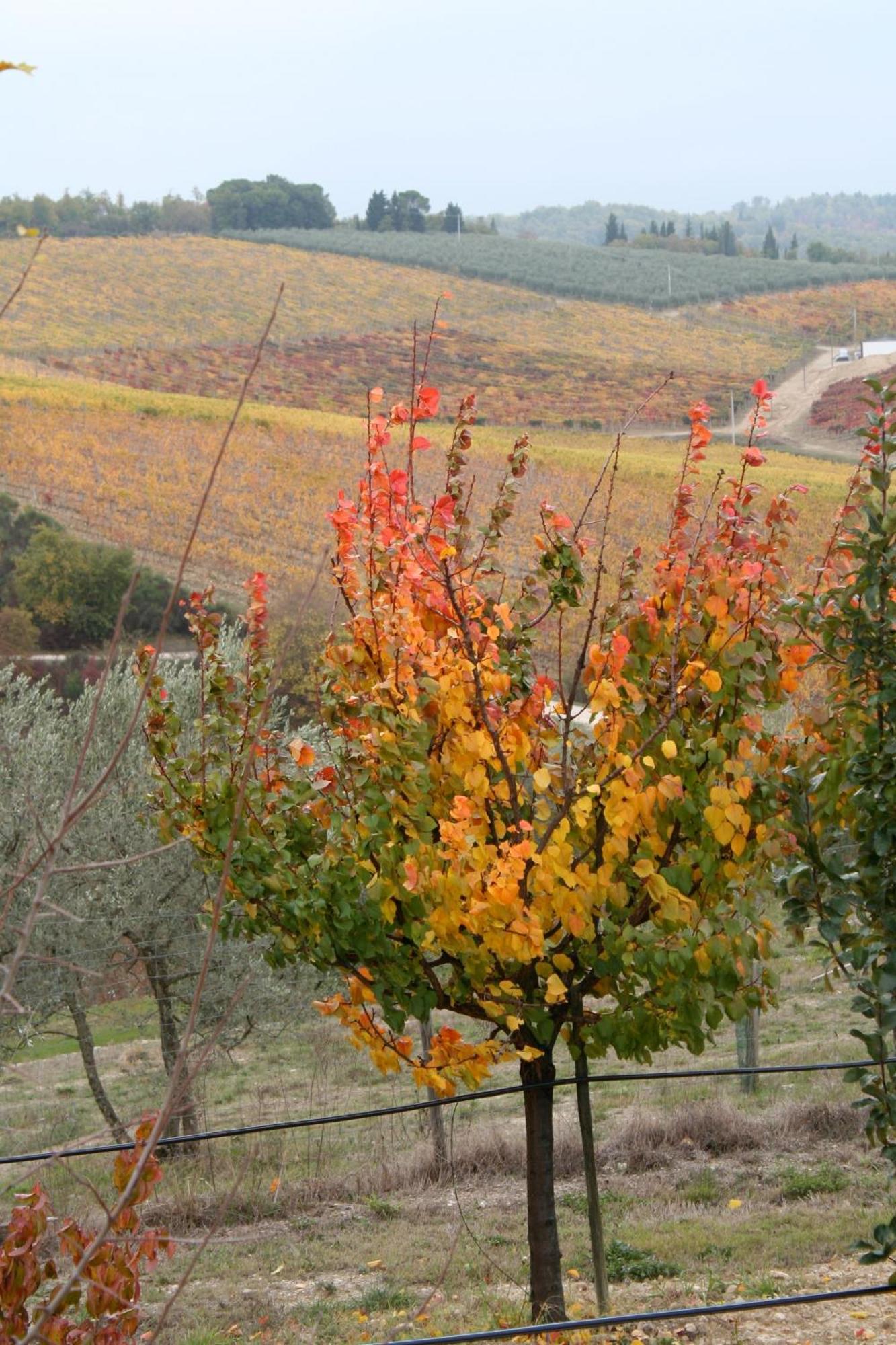 Le Terrazze Del Chianti B&B Residenza D'Epoca E Di Charme San Donato in Poggio Exterior photo